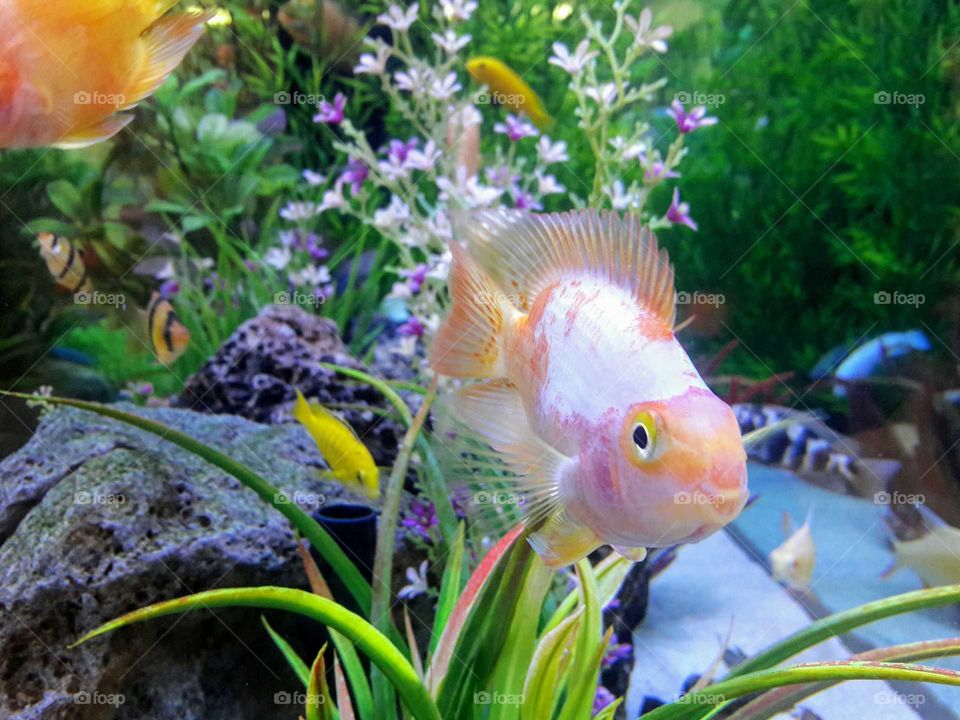 Pretty Fish