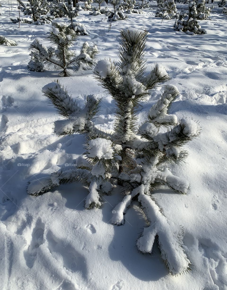 Small fir trees with snow on branches 