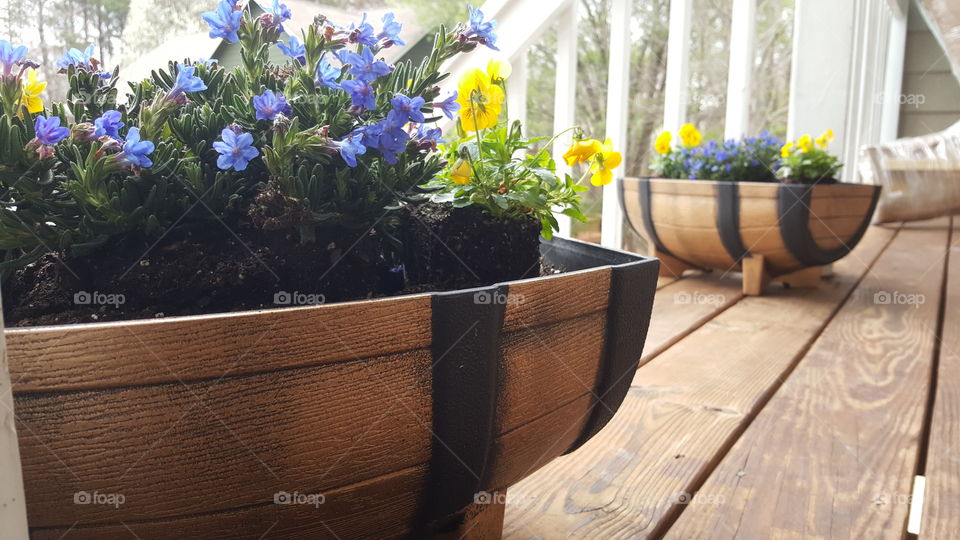 Potted plant on wooden