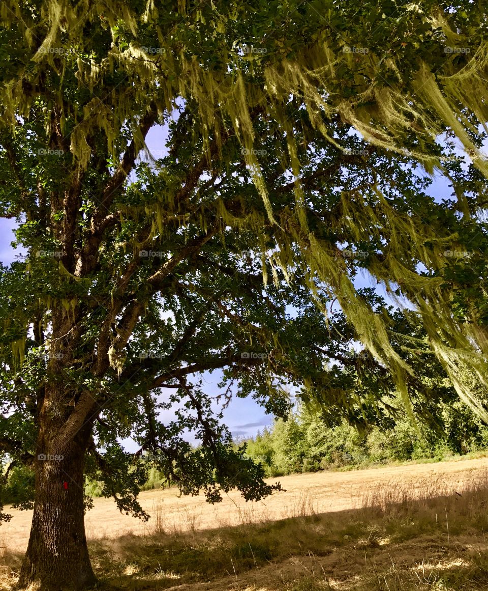 Farm entrance oak tree
