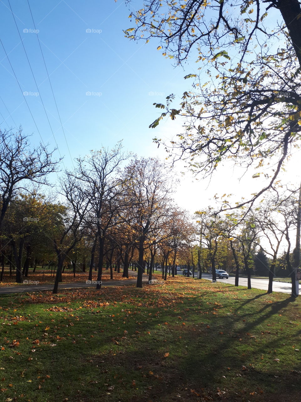 Autumn in the park