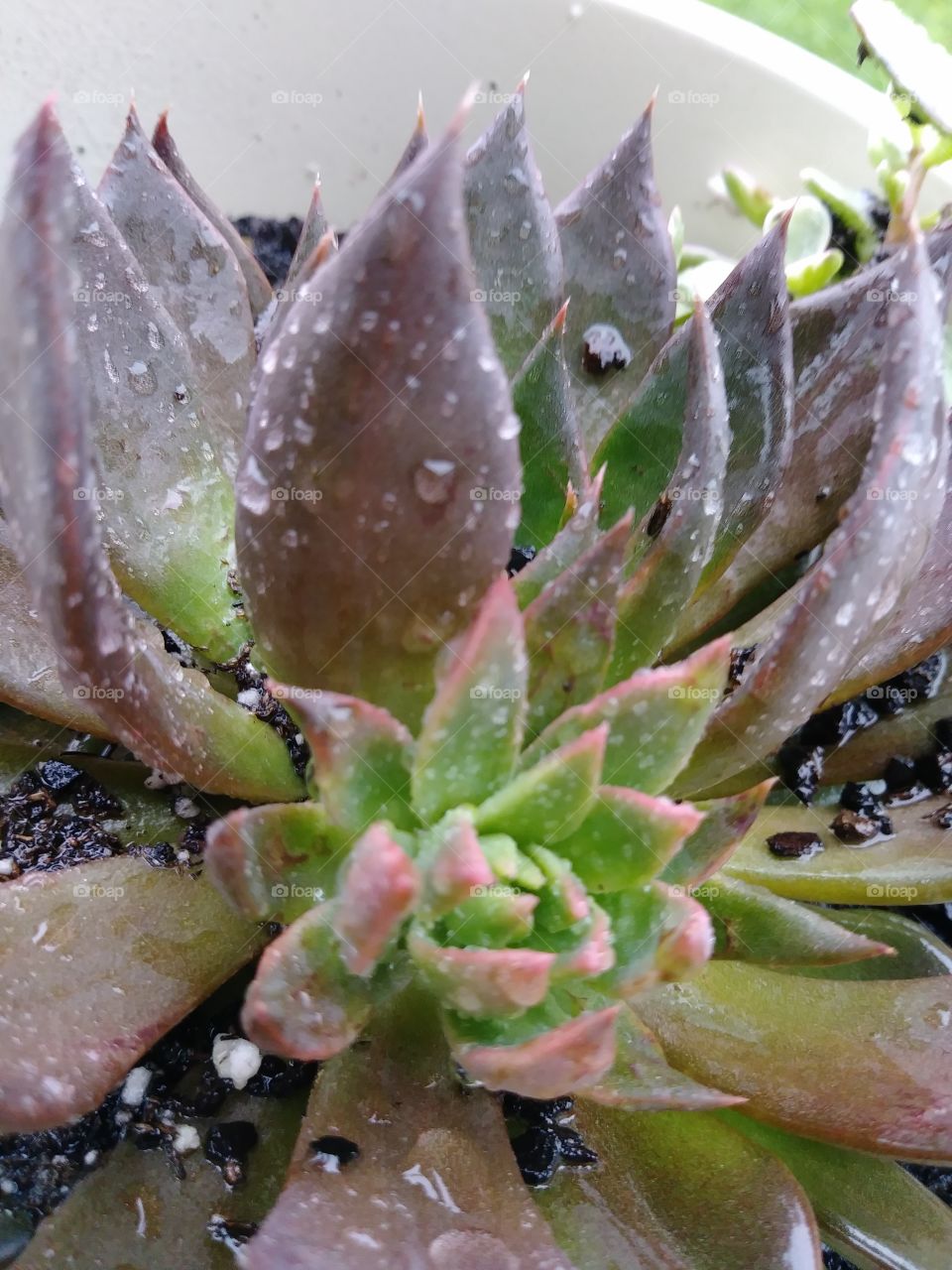 A happy little succulent enjoying a drink in the rain.