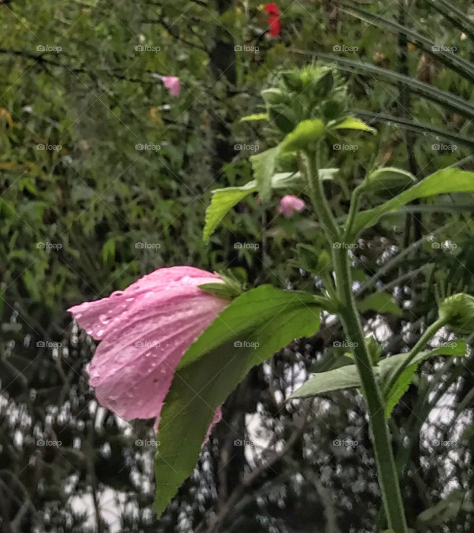 Wild rain-drenched Hibiscus