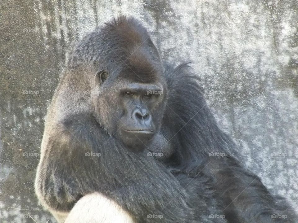 Gorilla