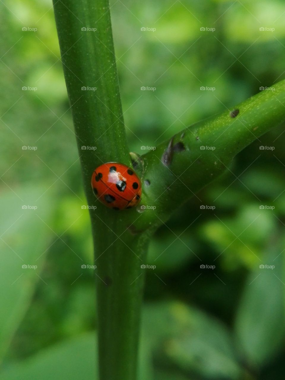 A pretty ladybug resting on a stem. The polka dots looks good on her.