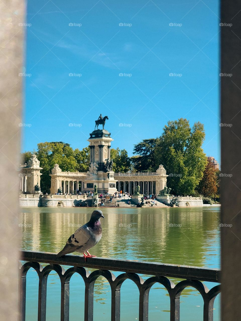 Just a dove sitting in Madrid