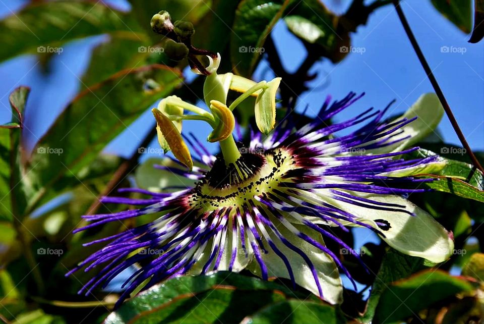 Close up on a Passiflora edulis flower