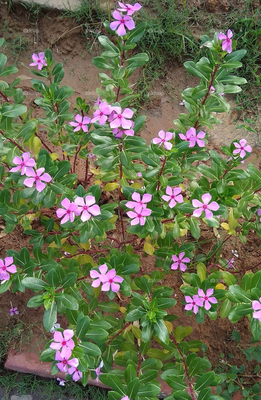 pink flower in Sandy surface