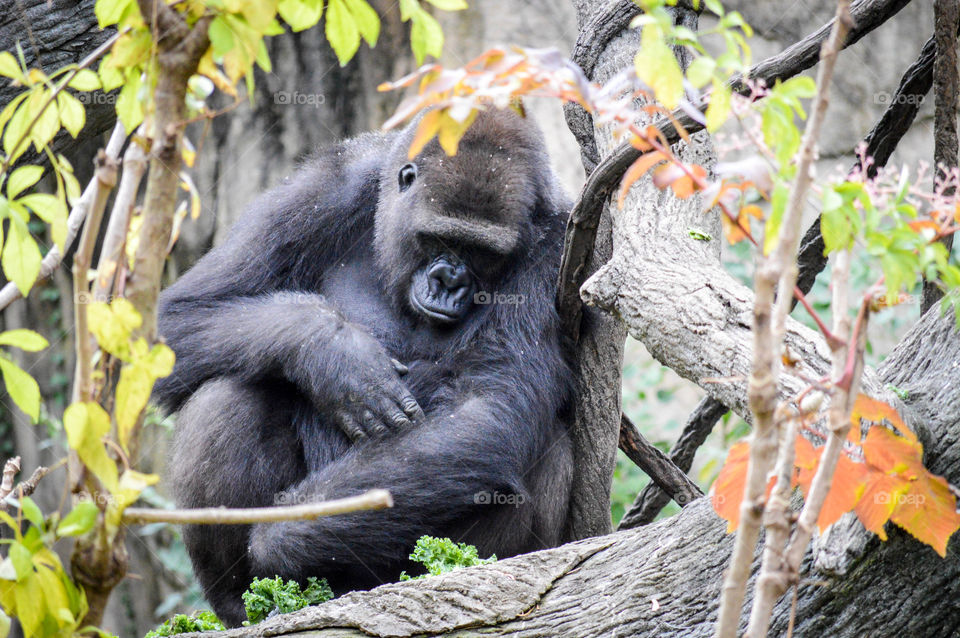 View of a sleeping gorilla through branches and leaves