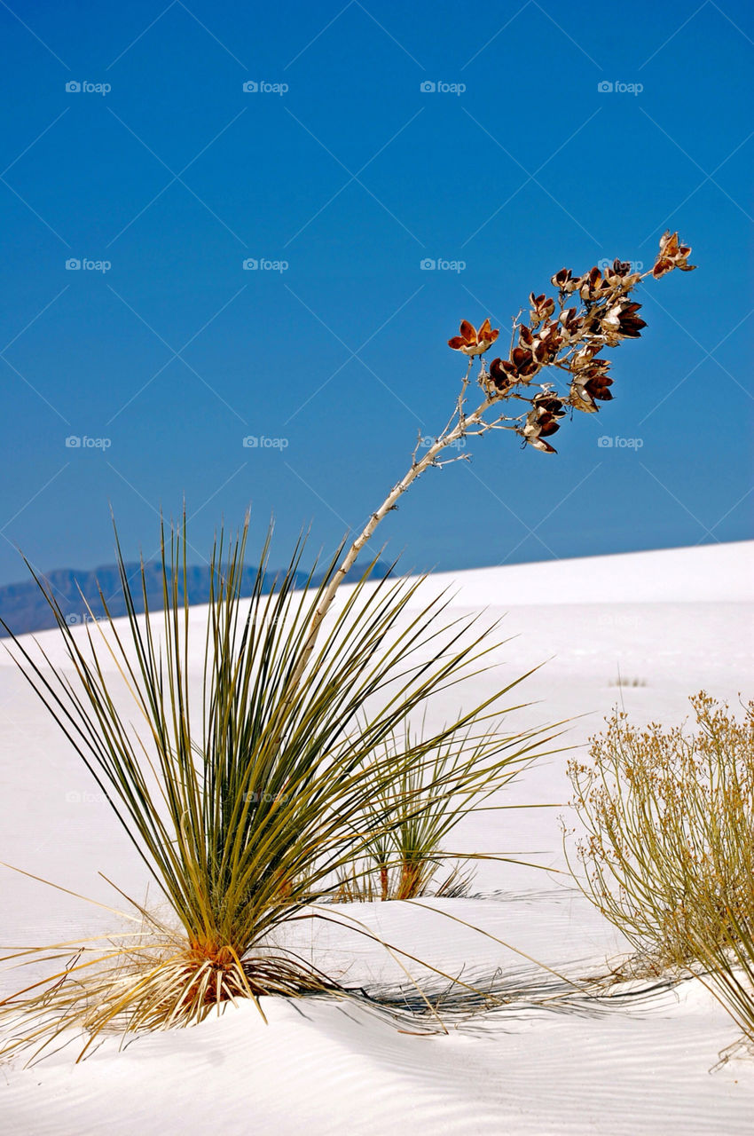 white sands new mexico flora flower plant by refocusphoto