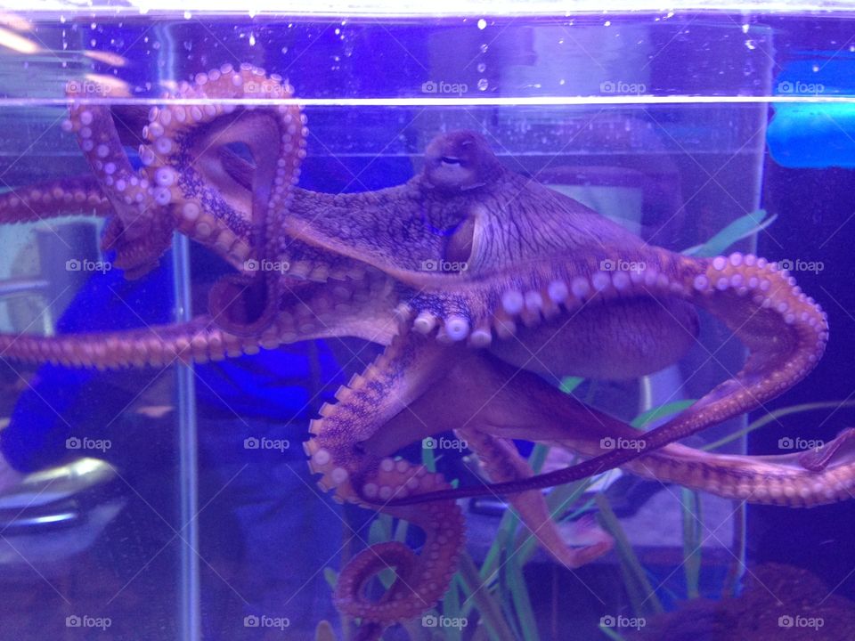 Octopus at aquarium.