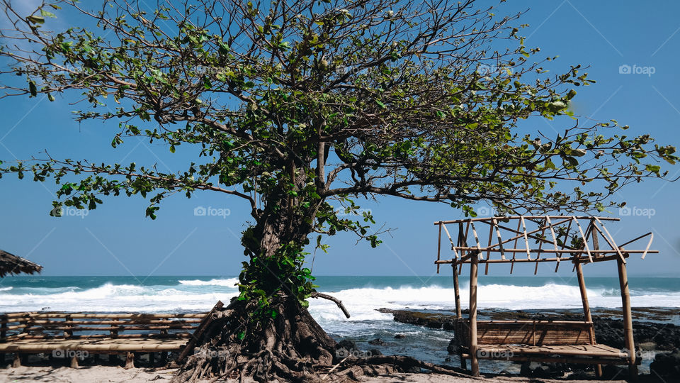 tree in the beach