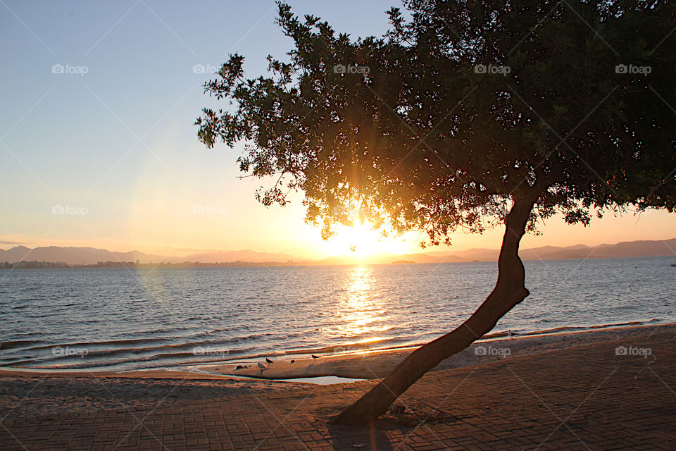 Sunset on the beach with tree, in Florianópolis Brazil