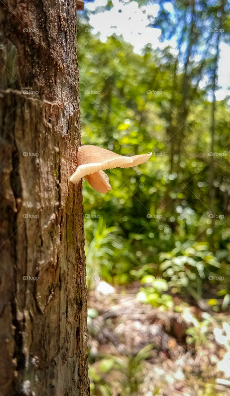 Amazing Nature Close-up mushroom