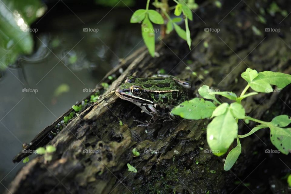 Frog on a log