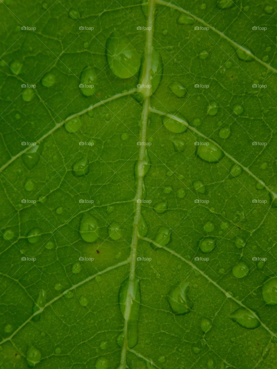 Detailed structure of Leaf with small water droplets.