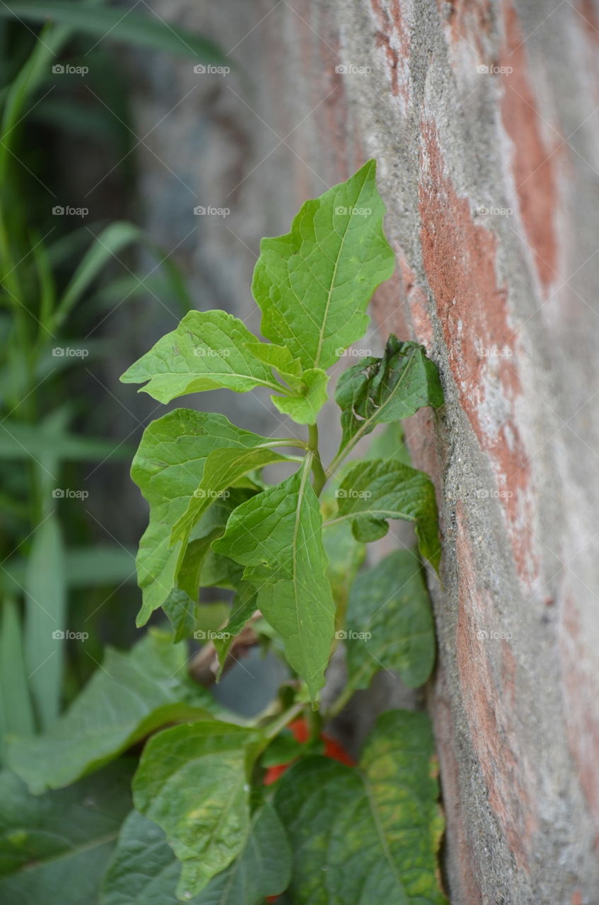 Leaf, Food, Flora, Nature, Vegetable