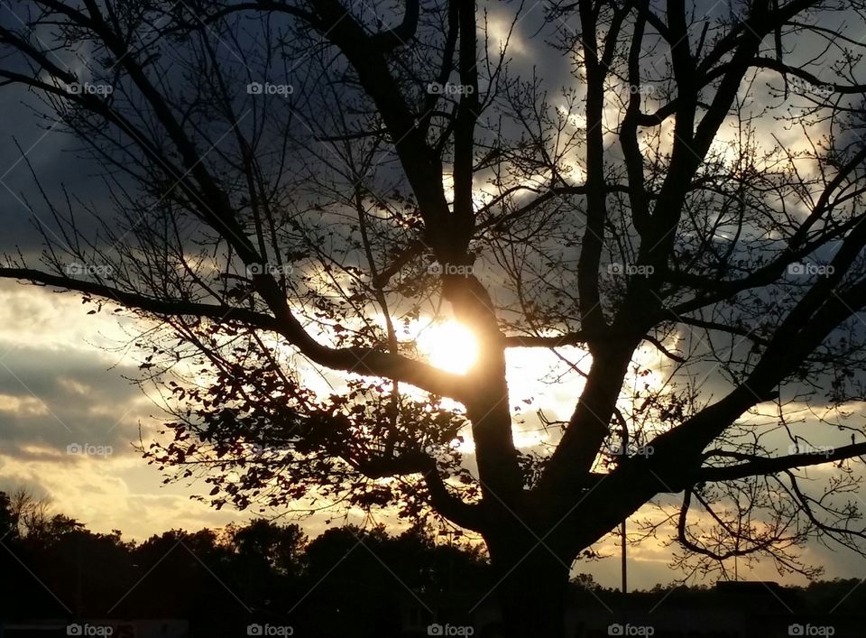 Sunset tree. leaving work after a long day, I happened to catch the sun dropping behind the tree.