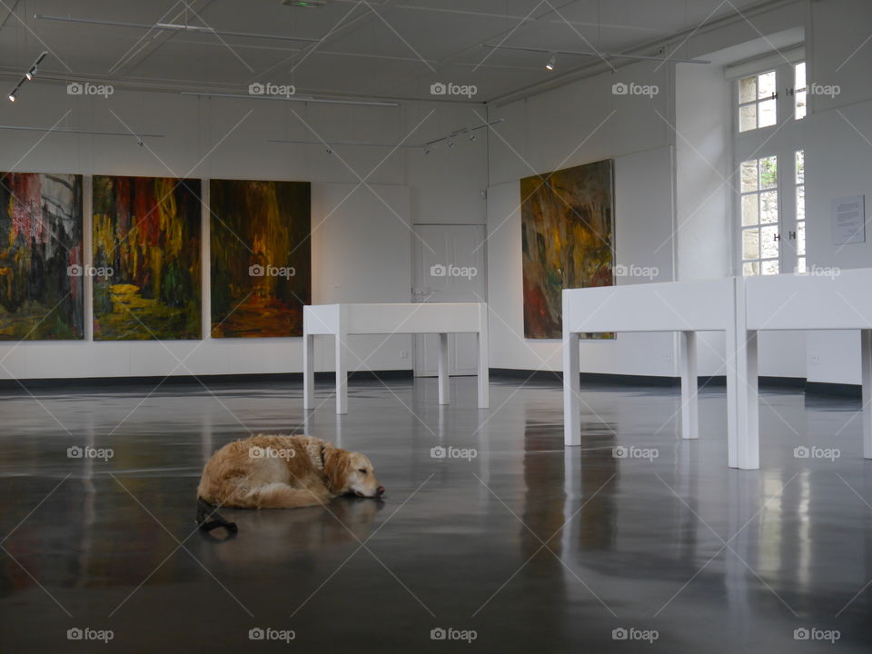 Dog in the Museum