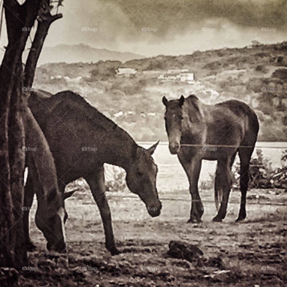 Cavalry, Mammal, People, Two, No Person