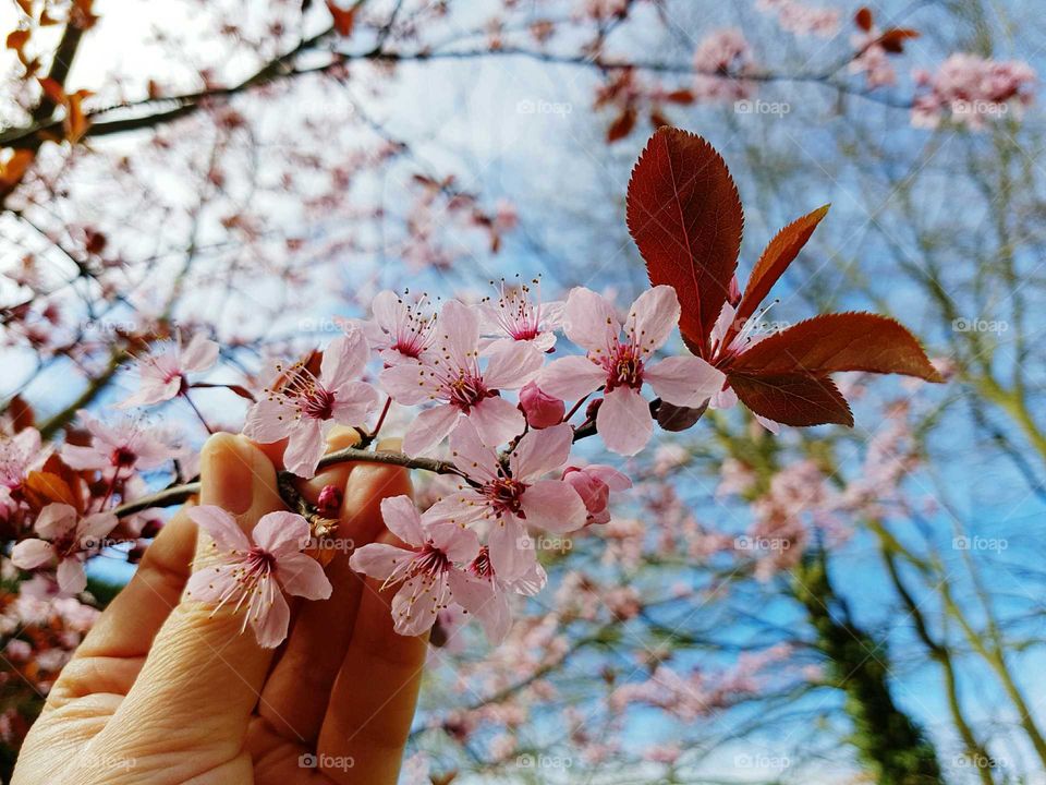 Springtime pink blossom tree with person holding a branch close up.