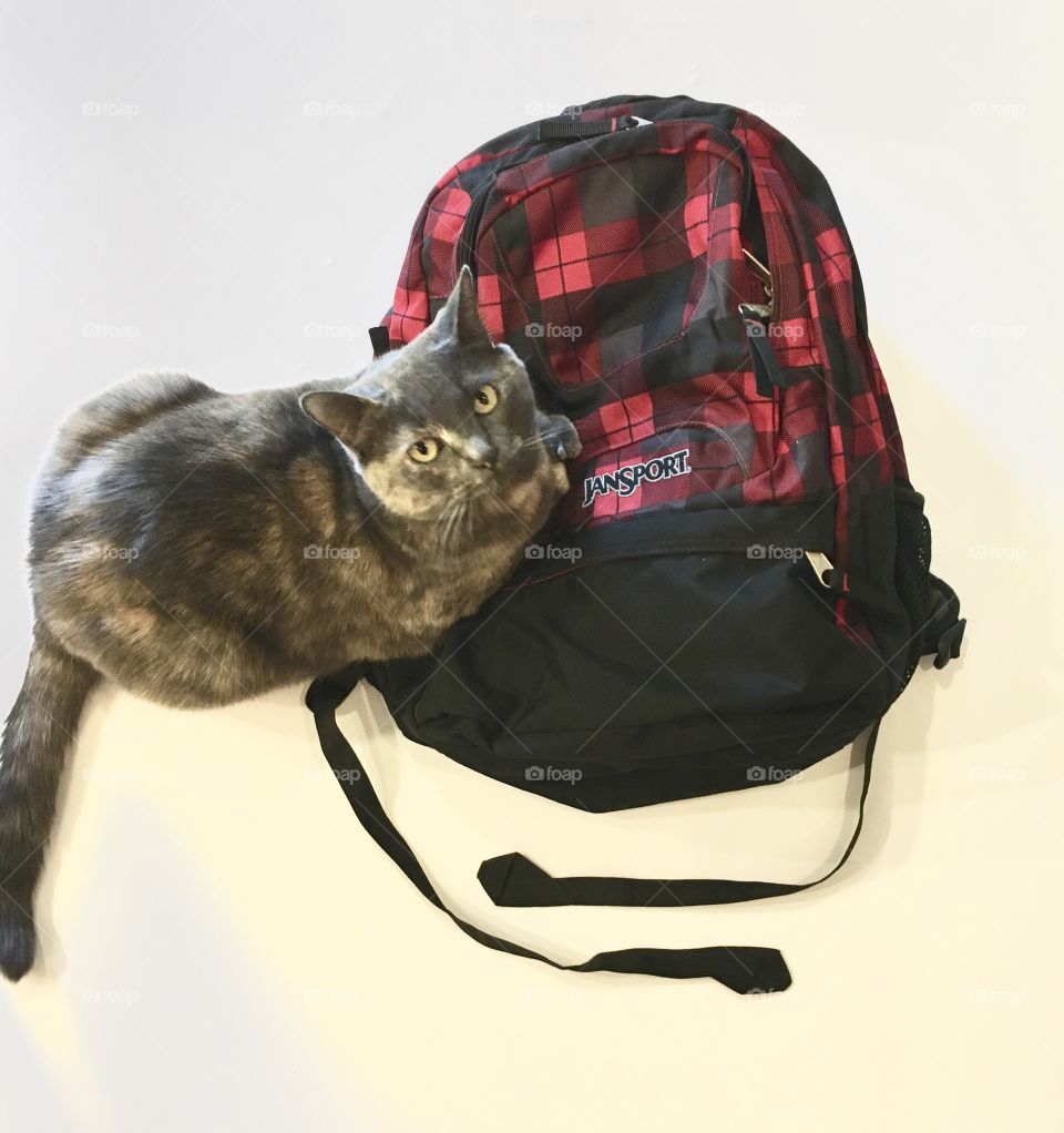 Cat that always sleeps on the backpack. 