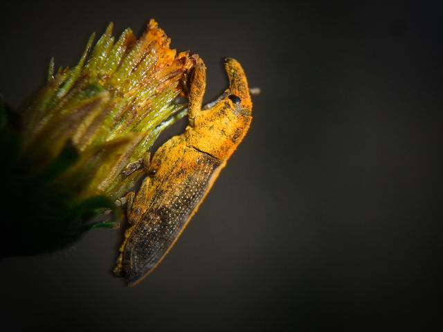 yellow bug sitting on a weed