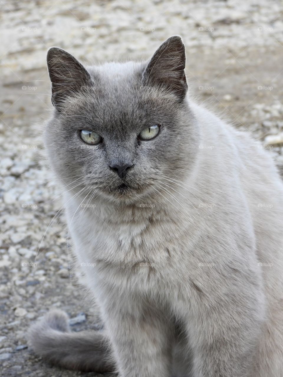 Silver cat with steel blue eyes. Silver seal point cat. Ocean eyes. 