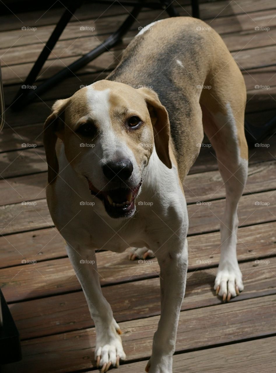 Dog , Beagle-Foxhound, Bozley