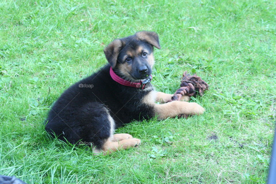 German shepherd puppy dog with toy in short grass