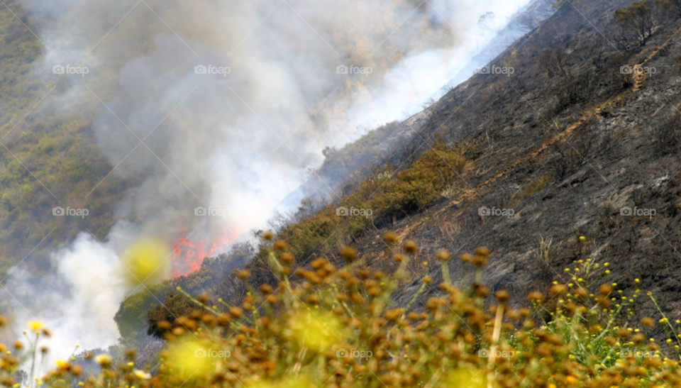 field light yellow nature by hlehnerer