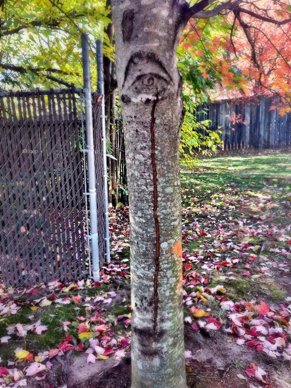 Sad tree...