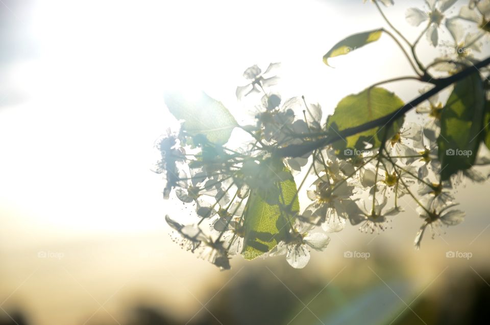 Sun rise over a flower 