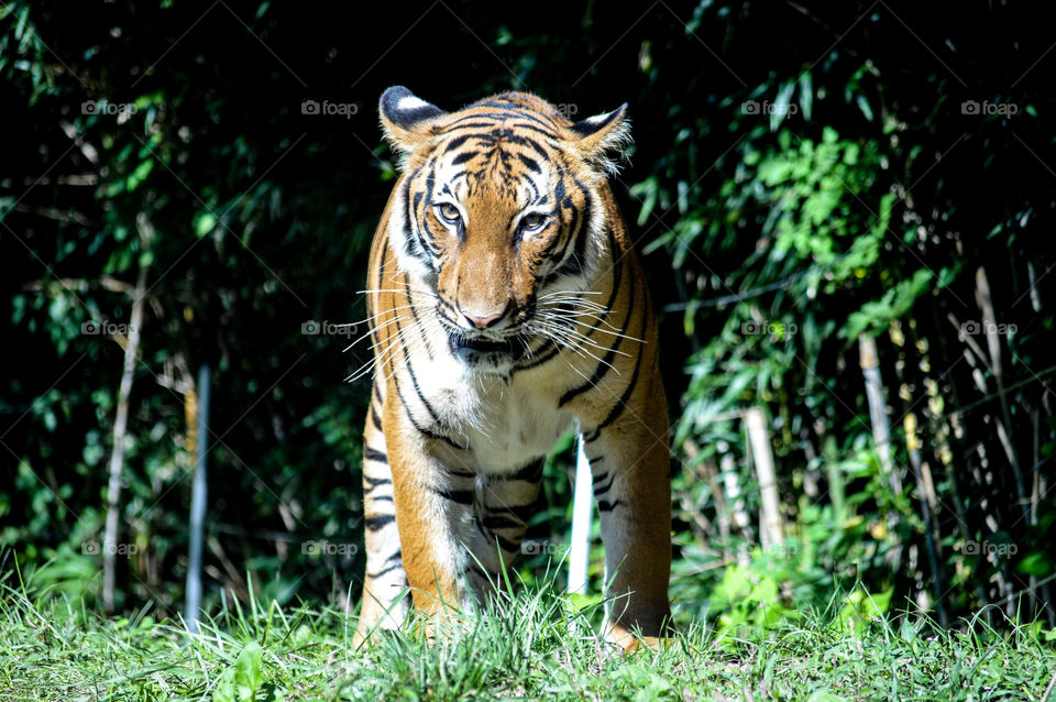 Bengal tiger outdoors on a bright, sunny summer day walking in the grass toward camera