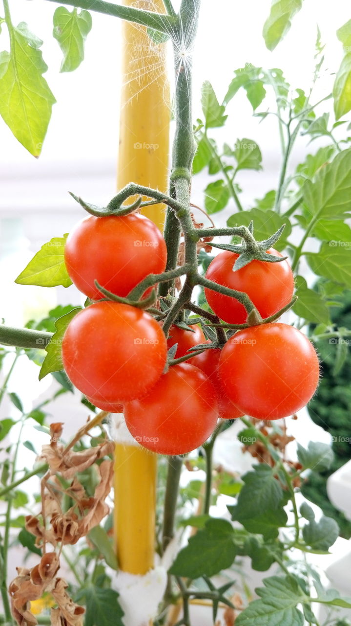 cherry tomatoes 1