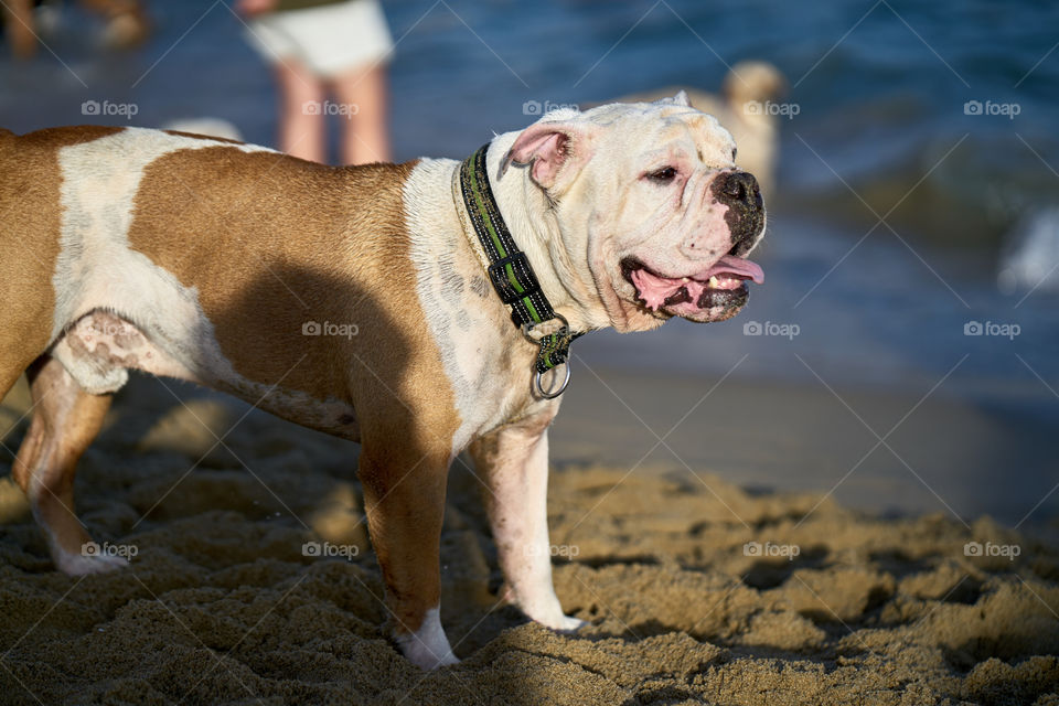 Bulldog bañandose en el mar