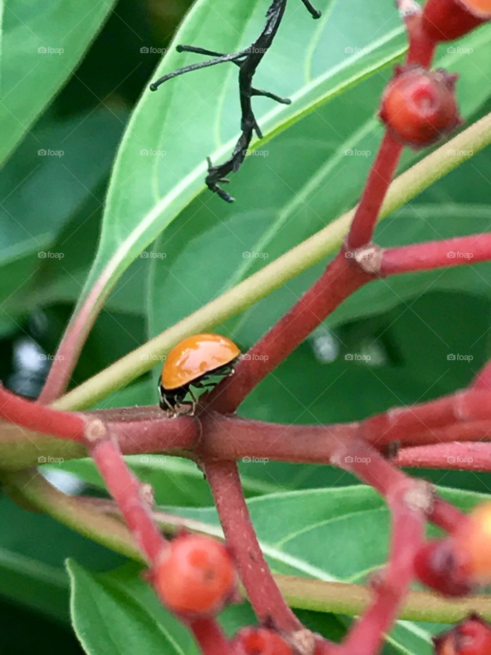 Running Ladybug