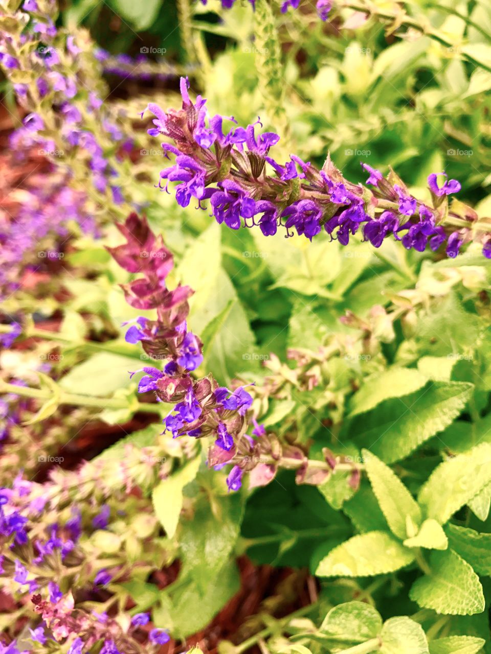Close-Up Purple Flowers