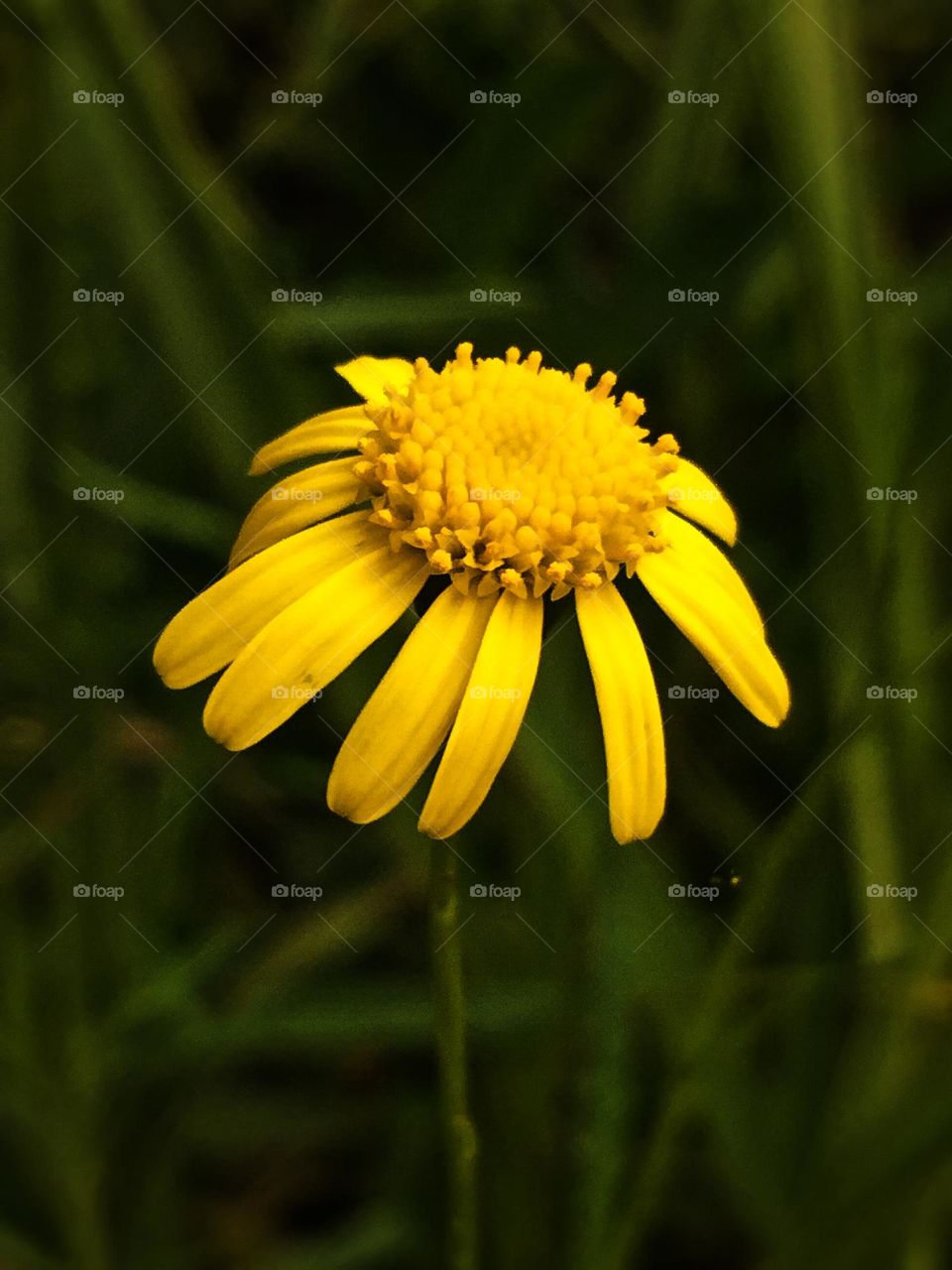 Daisy flower