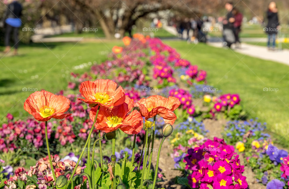 Close-up of flowers in paris park