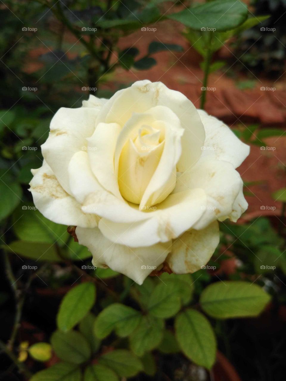a beautiful white rose flower in my garden