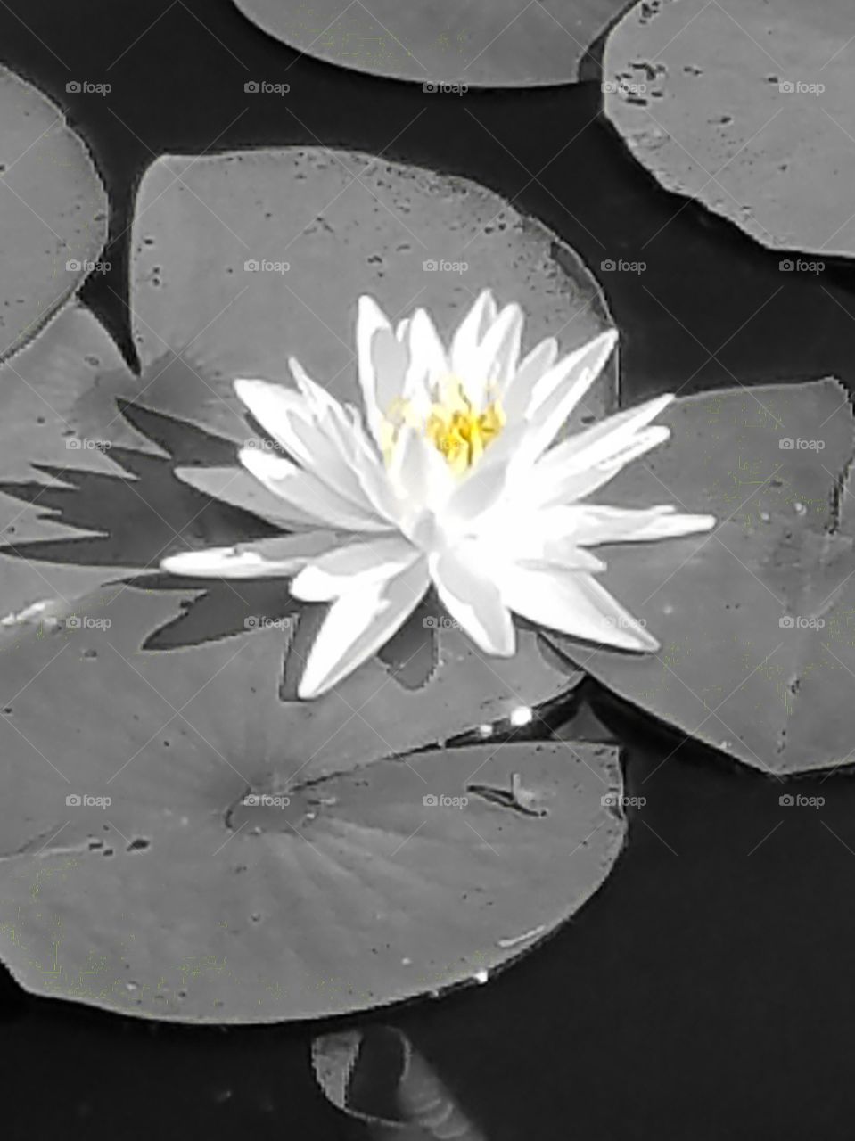 Water Lily