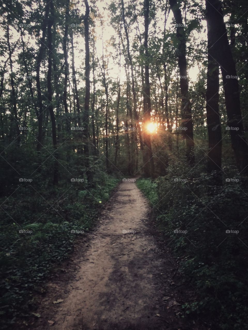 Forest trail. When the day is way too hot you can always take a walk in the woods, cool down and breathe in some fresh air. 