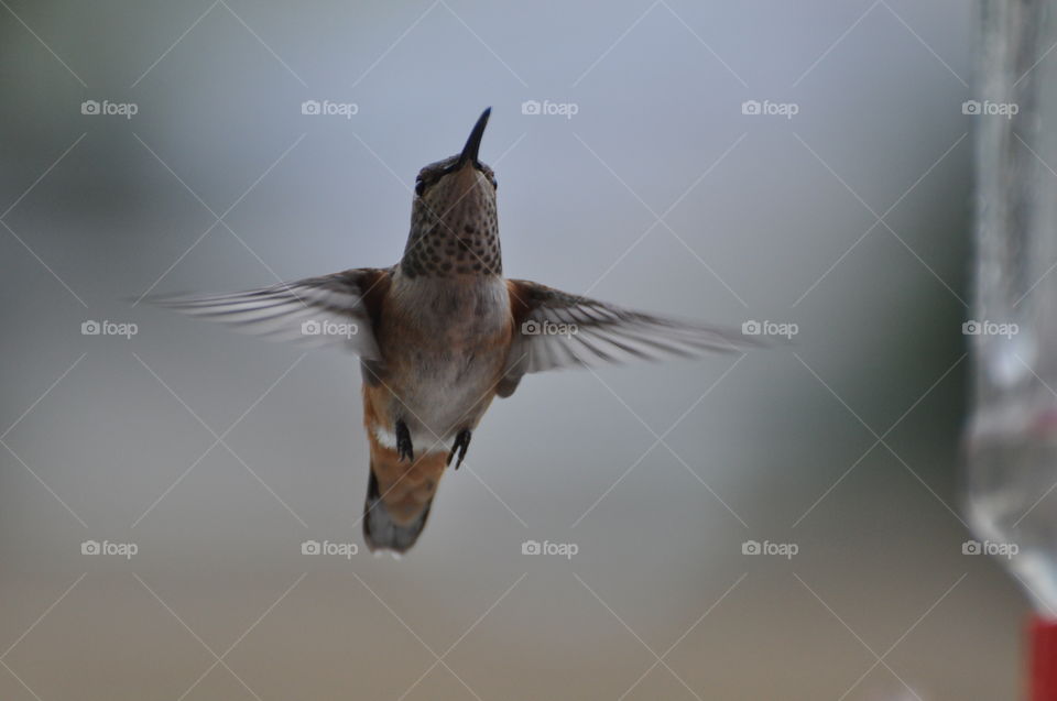 Hovering hummingbird