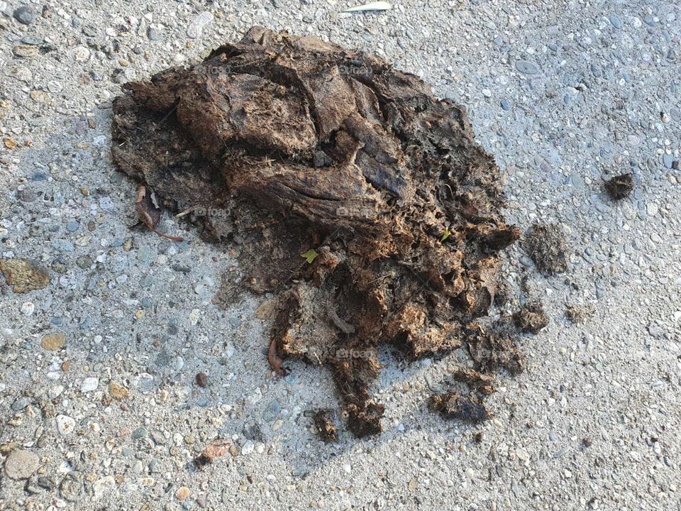 Heap of cow dung. Scottish Highlander