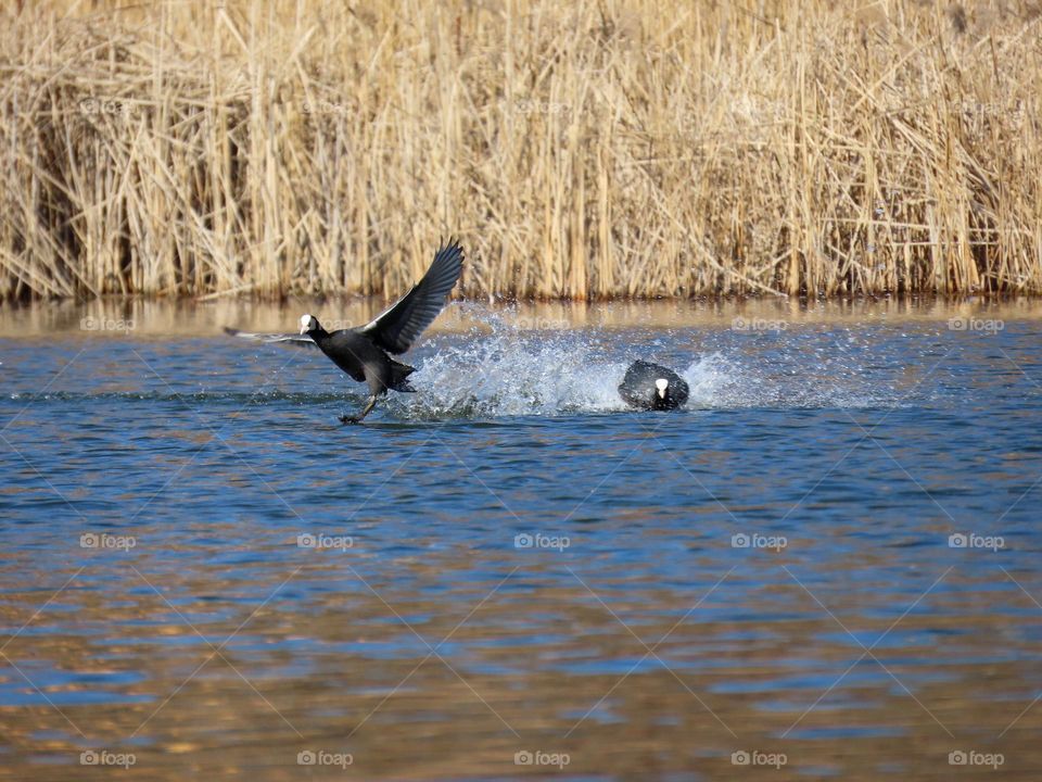 Bird running on water