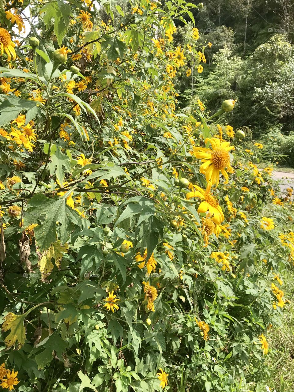 Tithonia diversifolia (Hemsl.) A. Gray. 