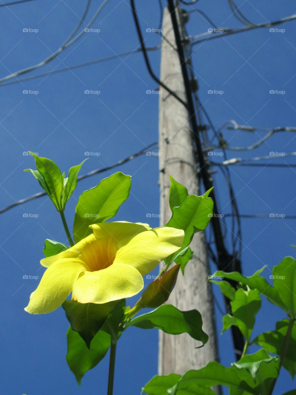 yellow flower. man verse nature; yellow flower and electrical wires