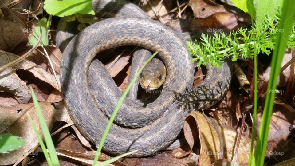 garter snake