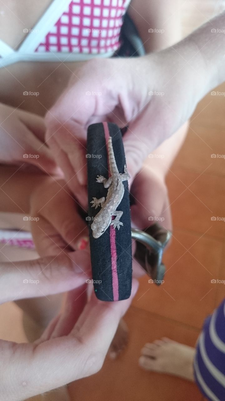 Baby gecko. Pattaya, Thailand